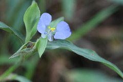 Commelina hasskarlii